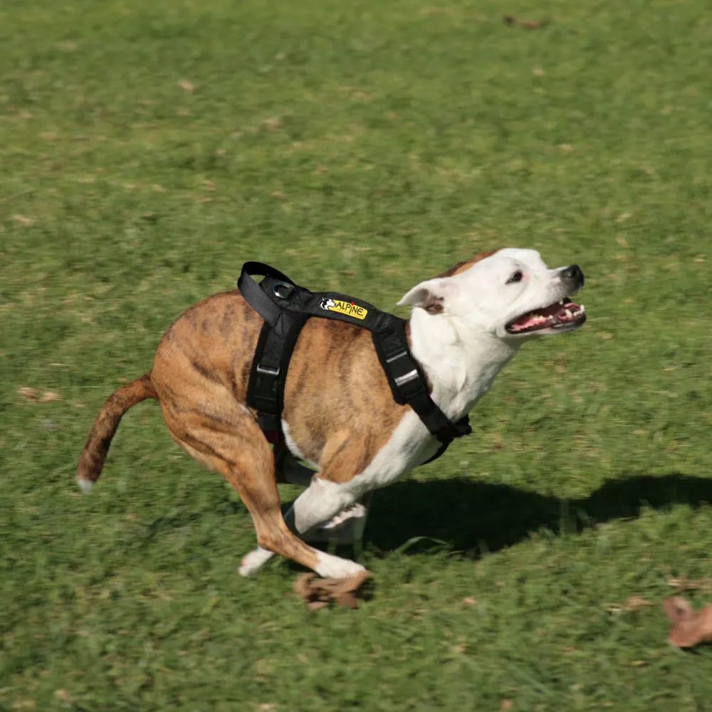 Flyball Harness 1" Webbing