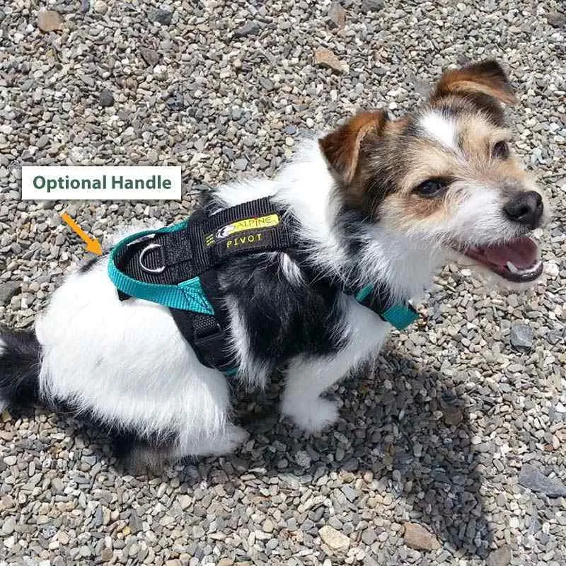 Urban Trail Custom Padded Harness. No-Pull, Backpack, Leash Options!